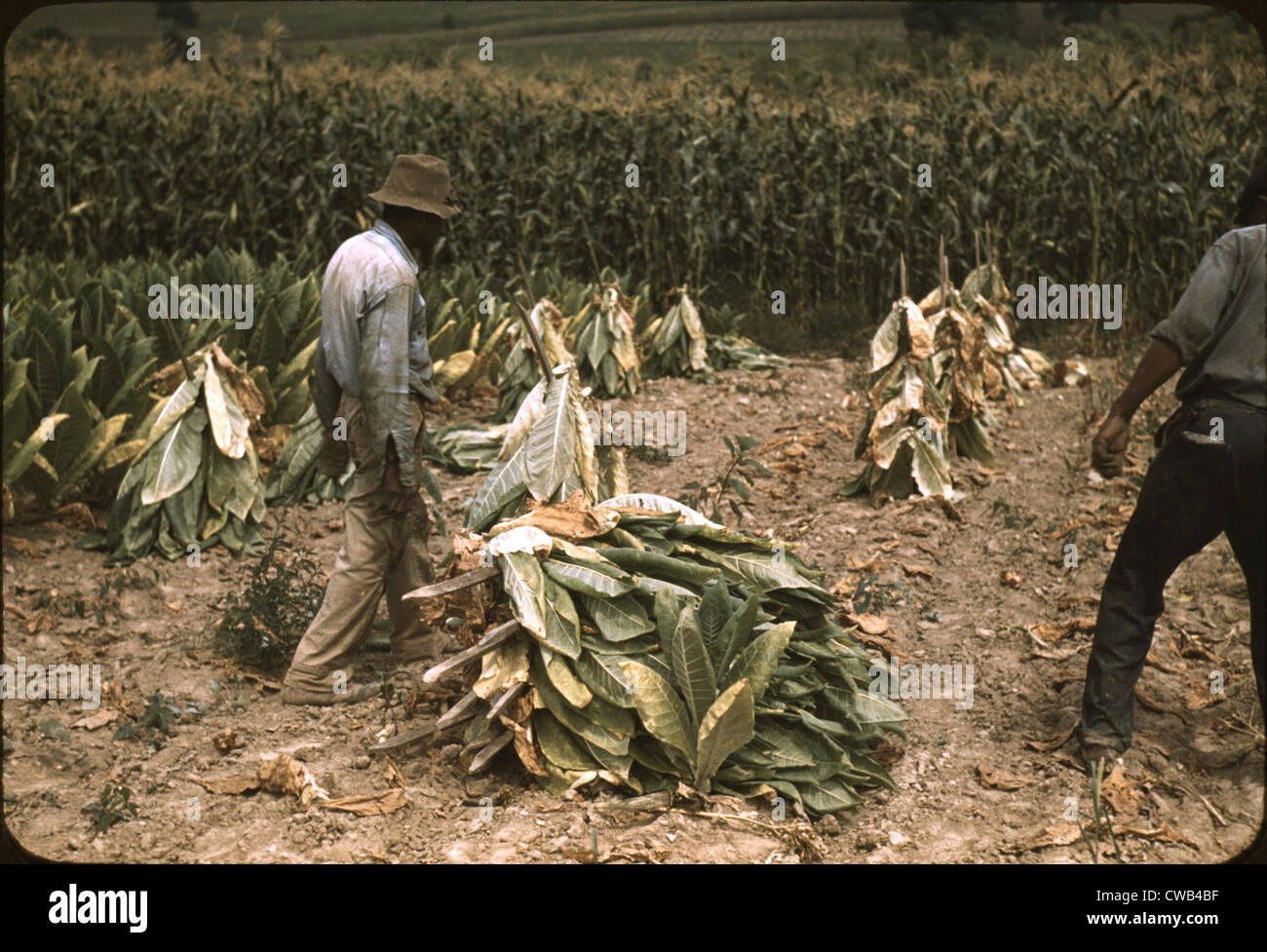 Sharecroppers cutting Burley tobacco and putting it on sticks to wilt before taking it into the curing and drying barn on the Stock Photo