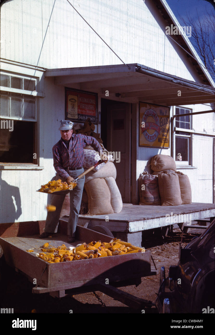 Man shovelling ears of dried corn from wagon through feed store window, photograph by John Vachon, 1942-1943. Stock Photo