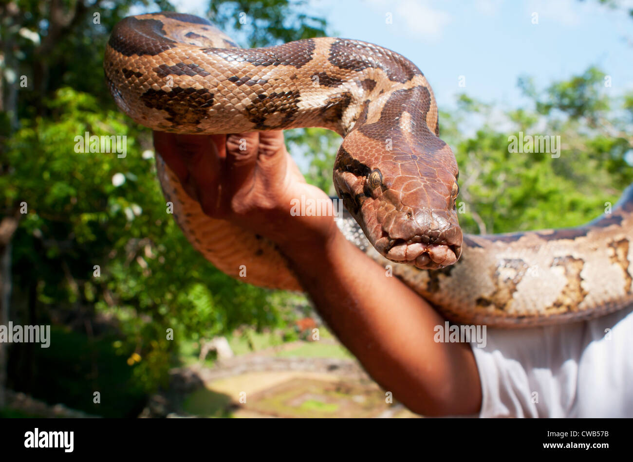 Hand-reared python in male hand. Focus on the snake. Stock Photo