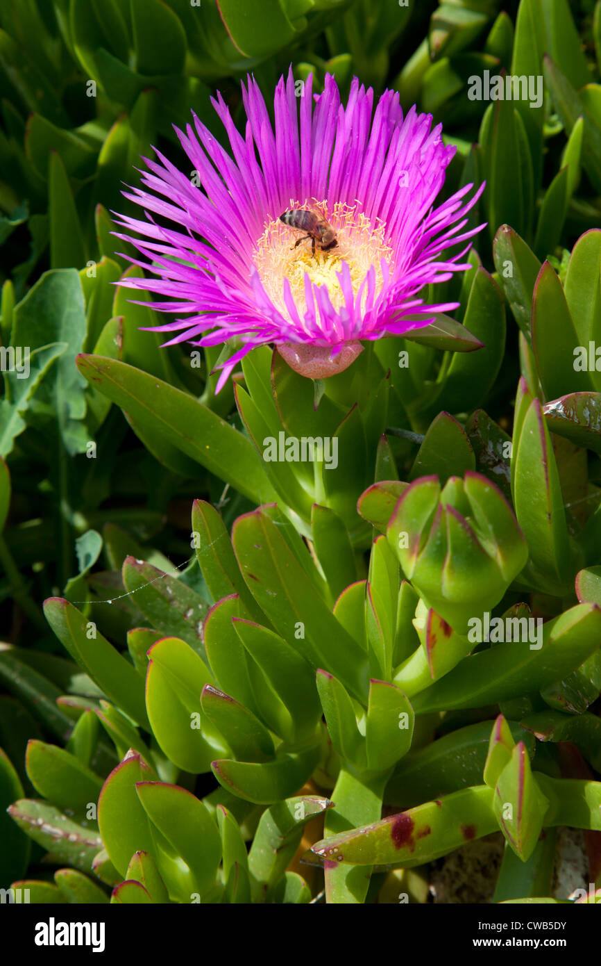 Hottentot fig - Carpobrotus edulus has been introduced to Crete being a South Africa species Stock Photo
