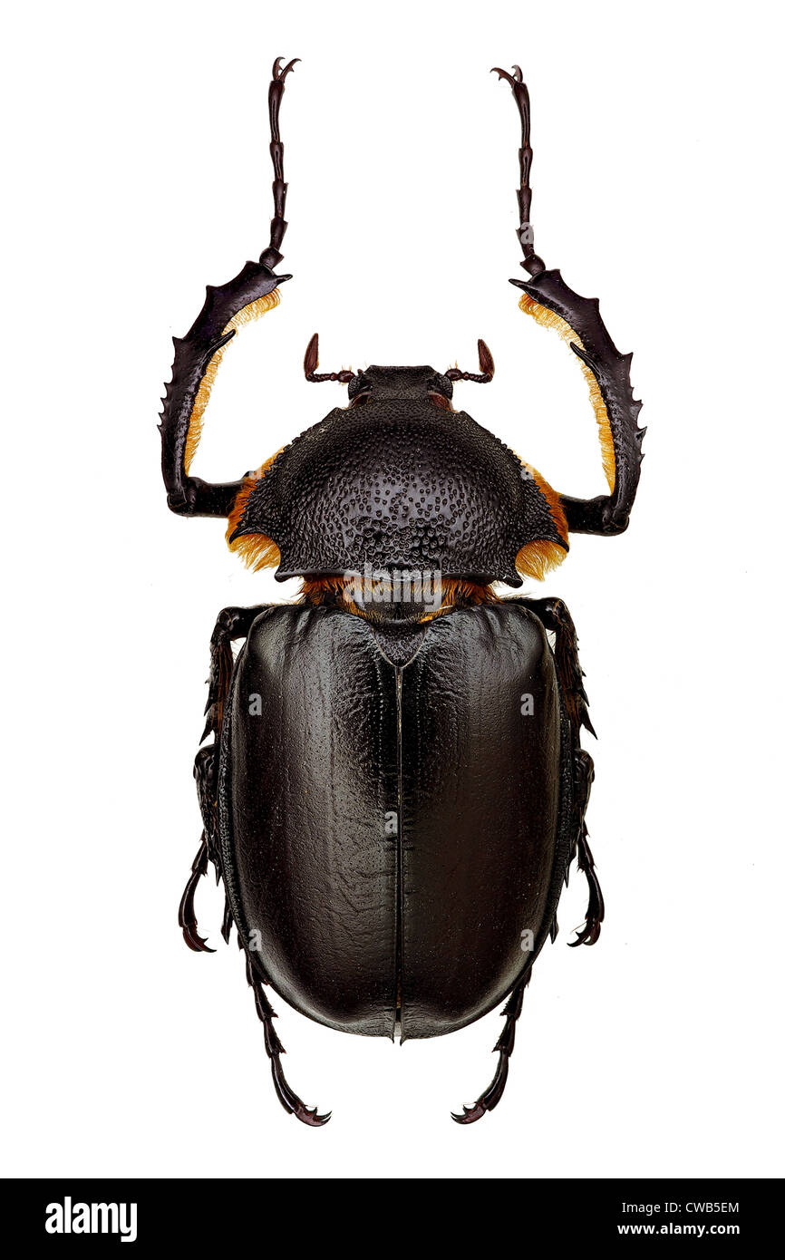 specimen of European long-armed scarab Propomacrus bimucronatus (Euchiridae) Stock Photo