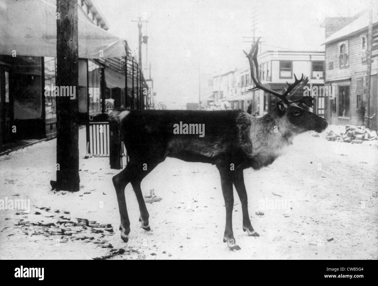 Taxidermy, stuffed reindeer on street, a butcher's sign, Dawson, Yukon Territory, Canada, photograph, circa 1900-1923 Stock Photo