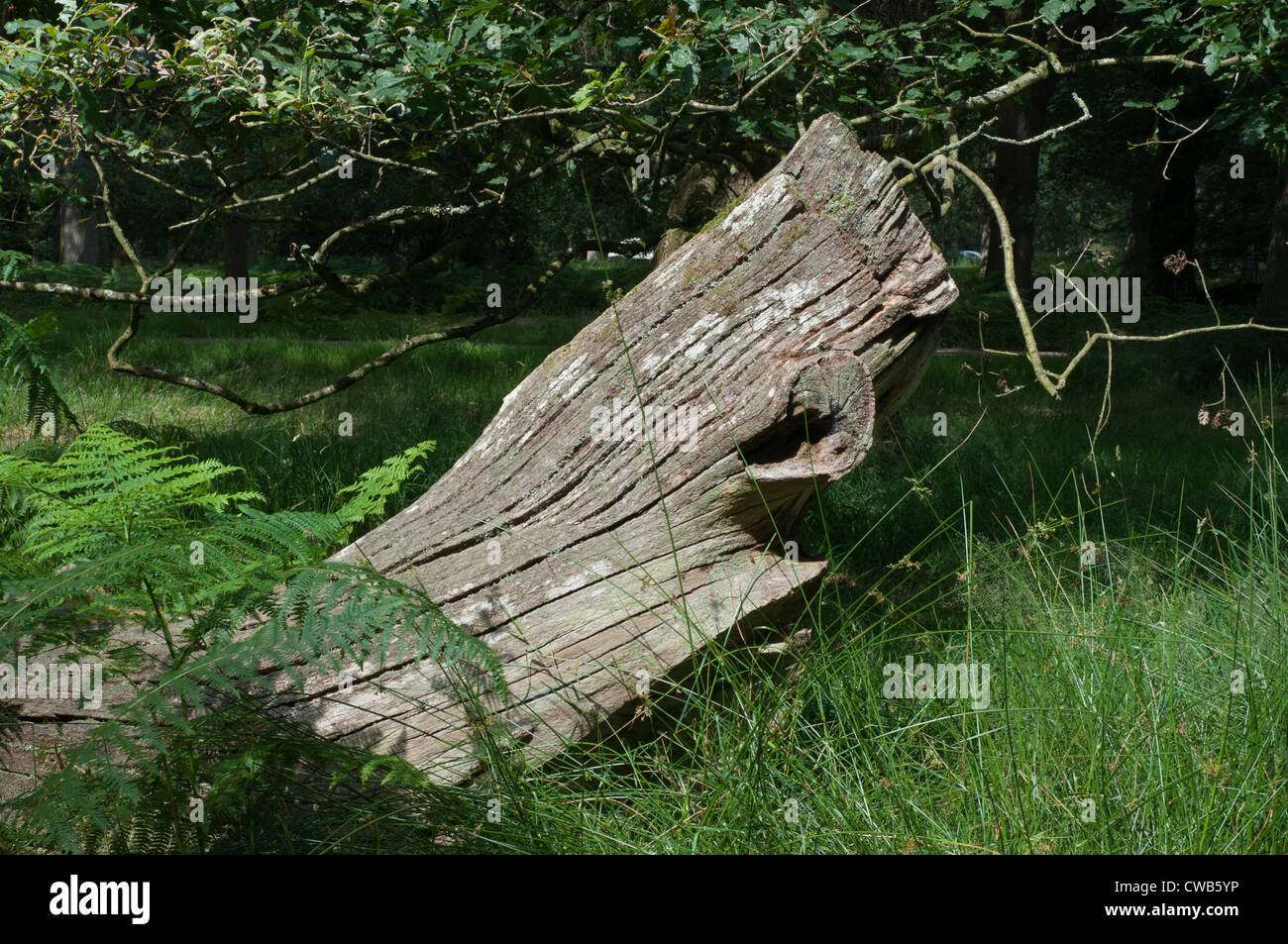 fallen and decaying tree in grass sunlit moss texture rustic Stock ...