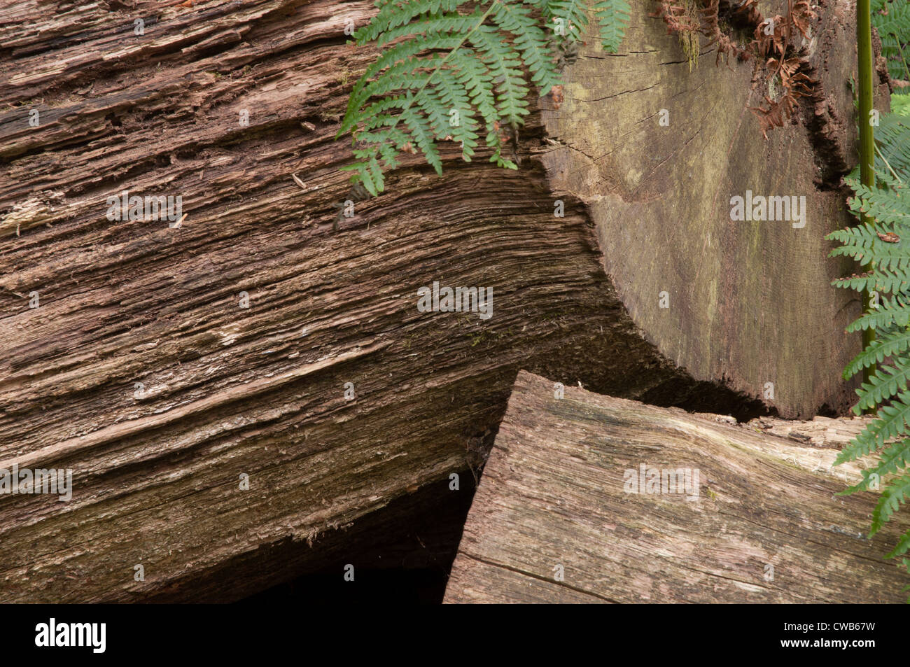 fallen and decaying trees sunlit texture rustic ferns Stock Photo - Alamy