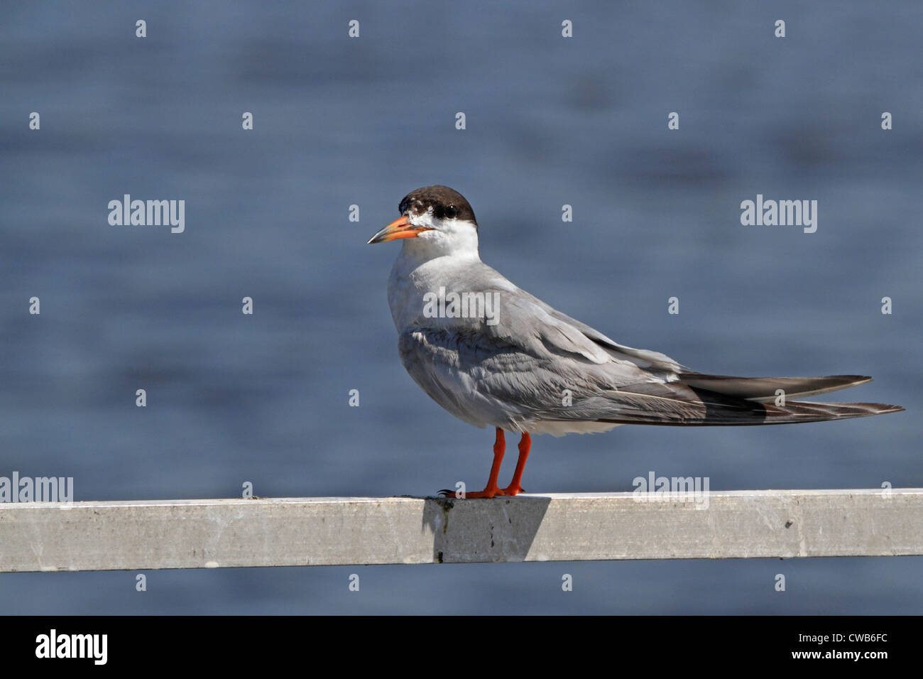 An adult Forster's Tern, Sterna forsteri, calling while standing on a
