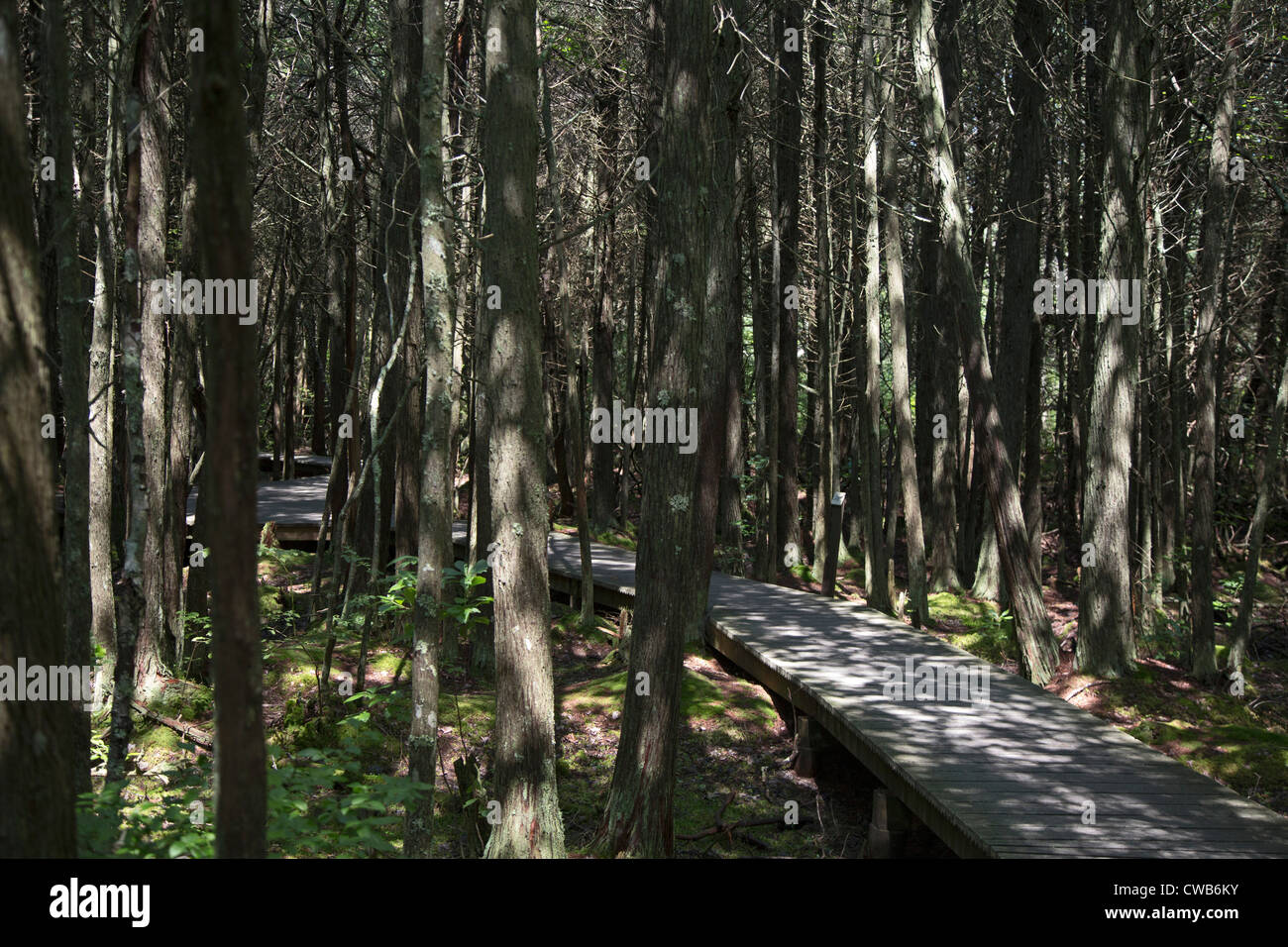 Wellfleet, Massachusetts - The Atlantic White Cedar Swamp hiking trail in Cape Cod National Seashore. Stock Photo