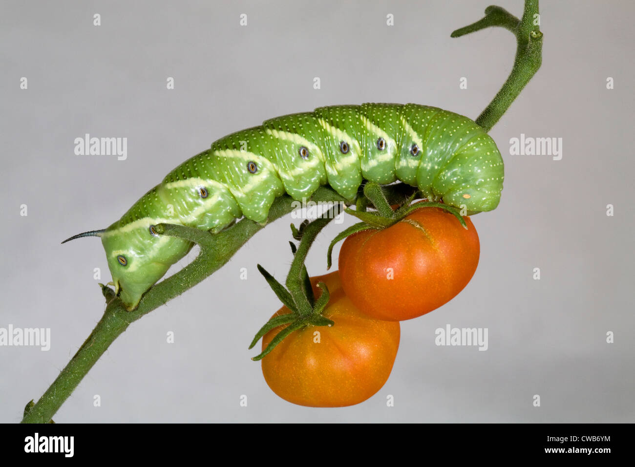 download tomato horned caterpillar