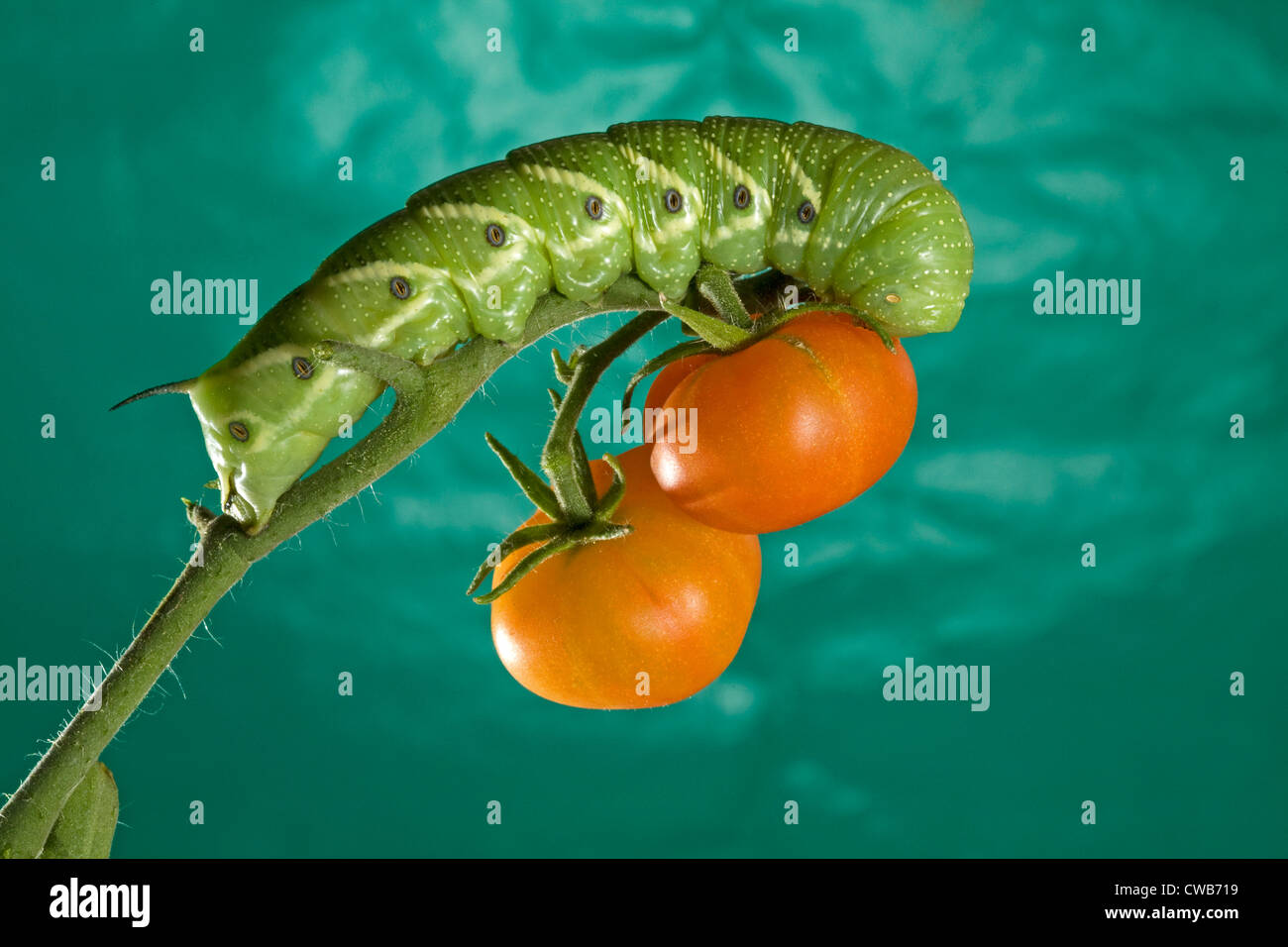 download tomato hornworm moth