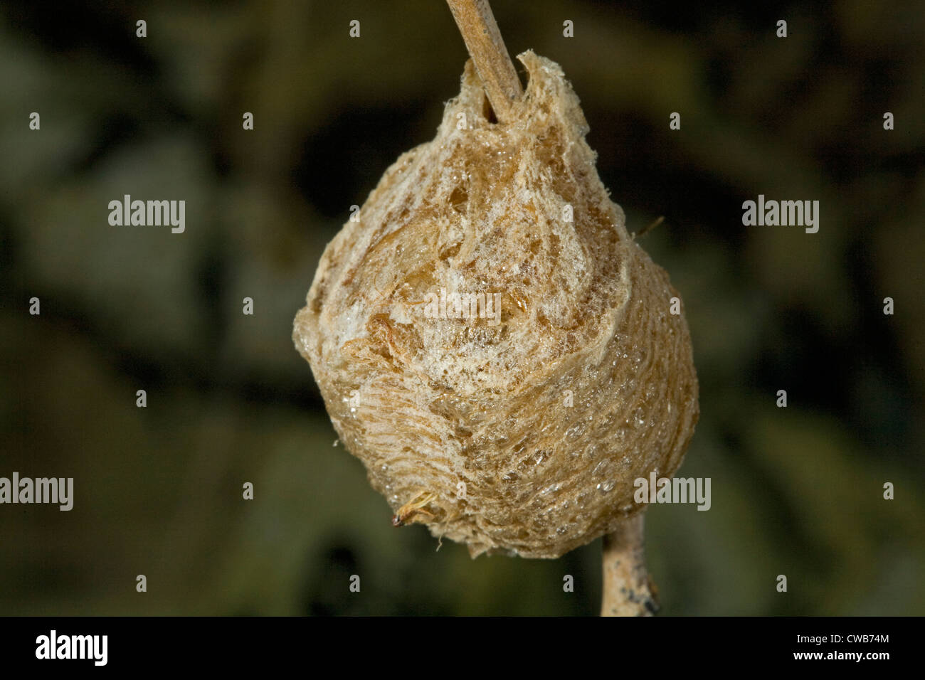 The egg sac of a praying mantis, Mantis religiosa Stock Photo