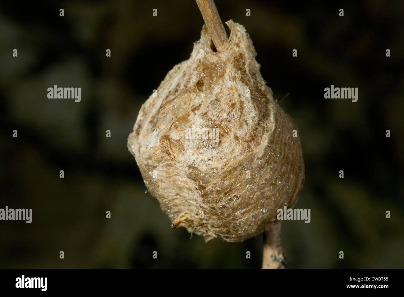 The egg sac of a praying mantis, Mantis religiosa  Stock Photo