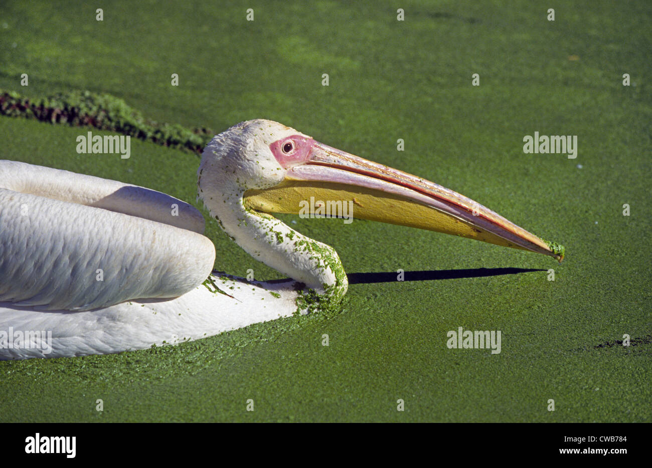 White Pelican on the edge of an algae covered lake Stock Photo