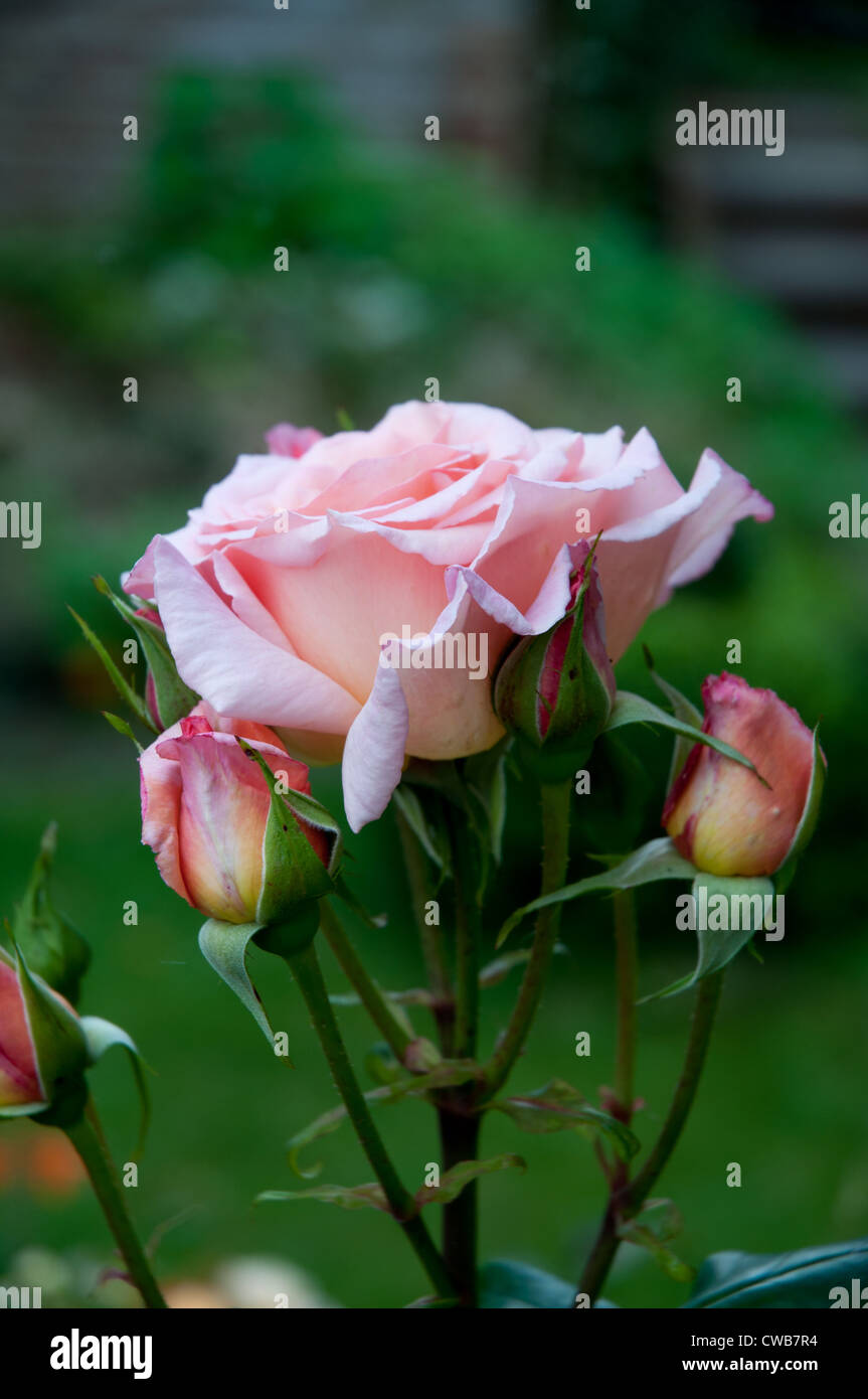 Climbing Rose "Compassion" flower head and buds Stock Photo