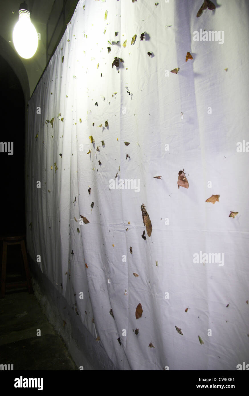 MOTH TRAP using a light and white sheet, Rancho Grande, Henri Pittier