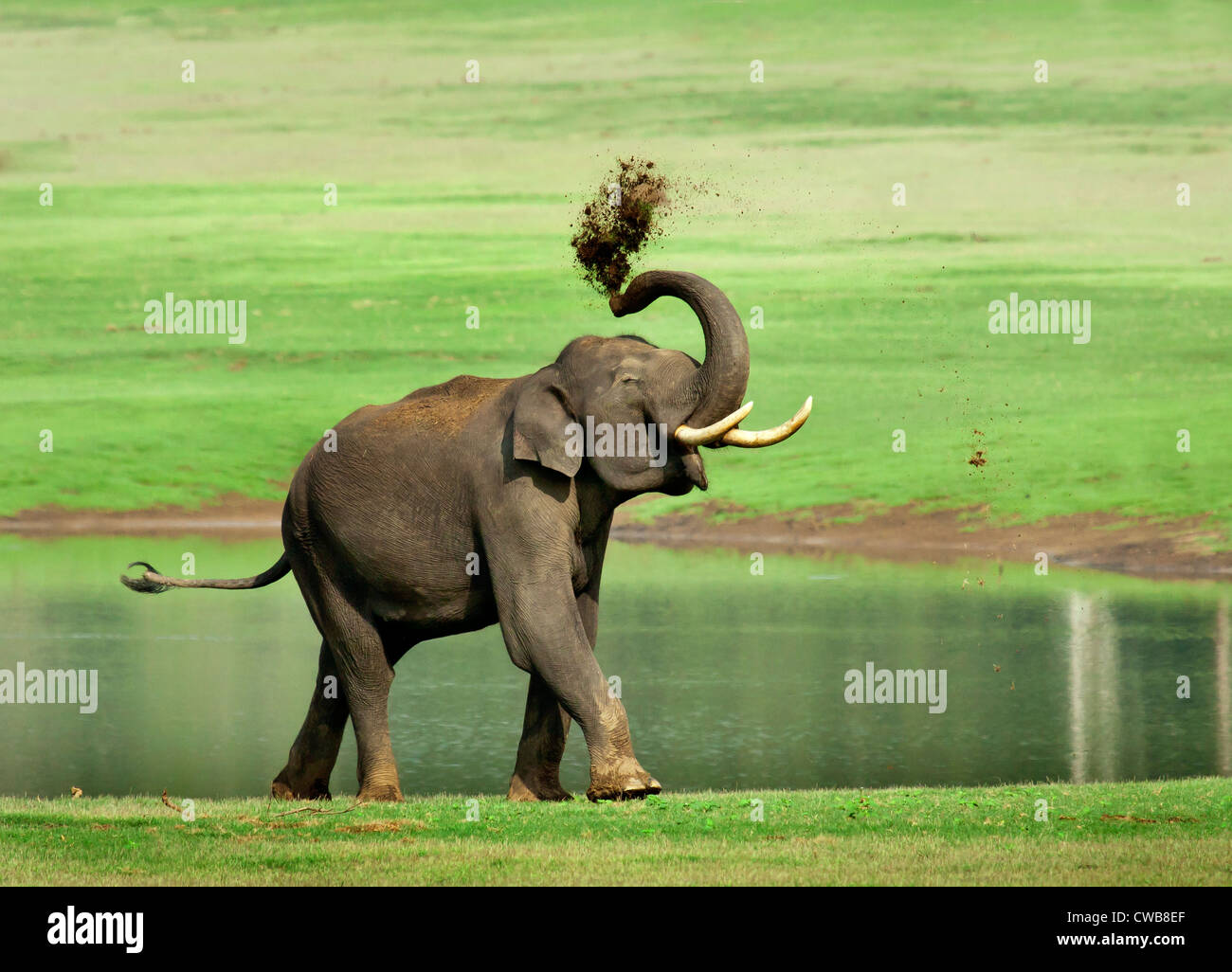 Elephant Tusker Dusting at Kabini India Stock Photo