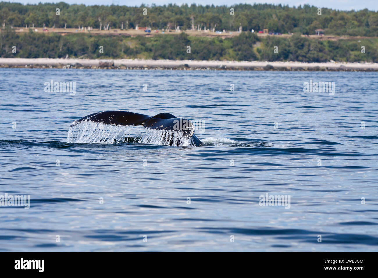 Blue whale diving in St Lawrence at Tadoussac, Quebec, Canada Stock Photo