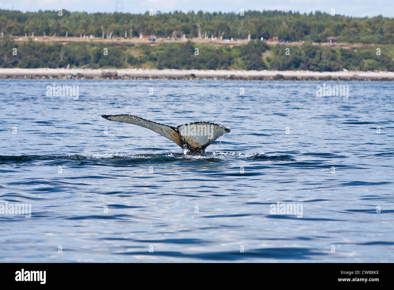 Whale diving in St Lawrence at Tadoussac Stock Photo