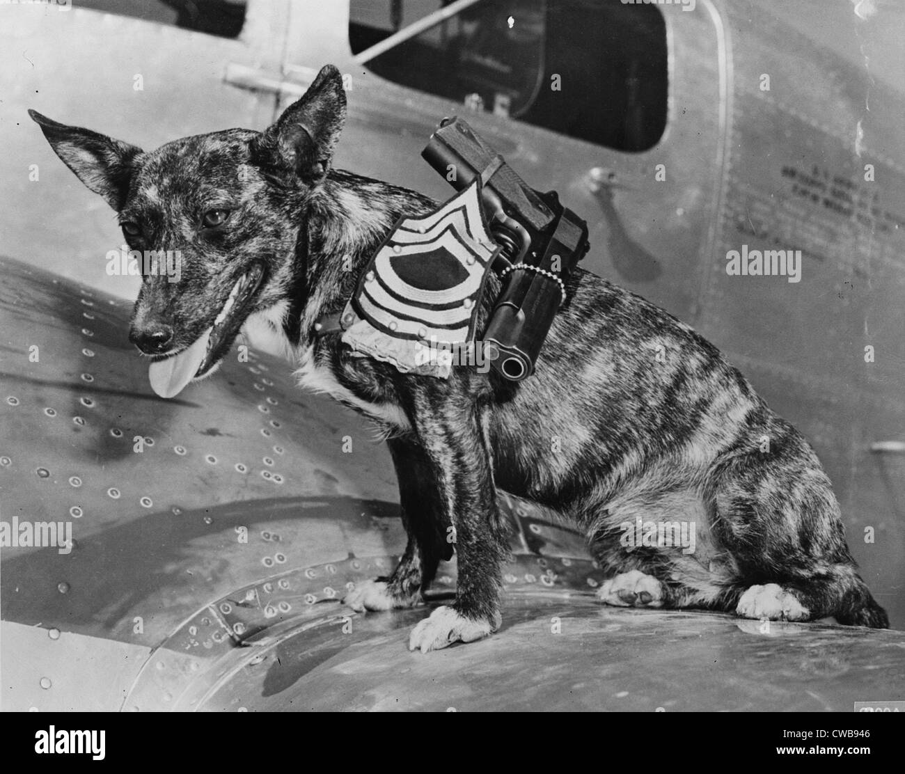 World War II, Poochy, wearing the insignia of a Master sergeant at the Army Flying school, Lubbock, Texas, 1942. Stock Photo