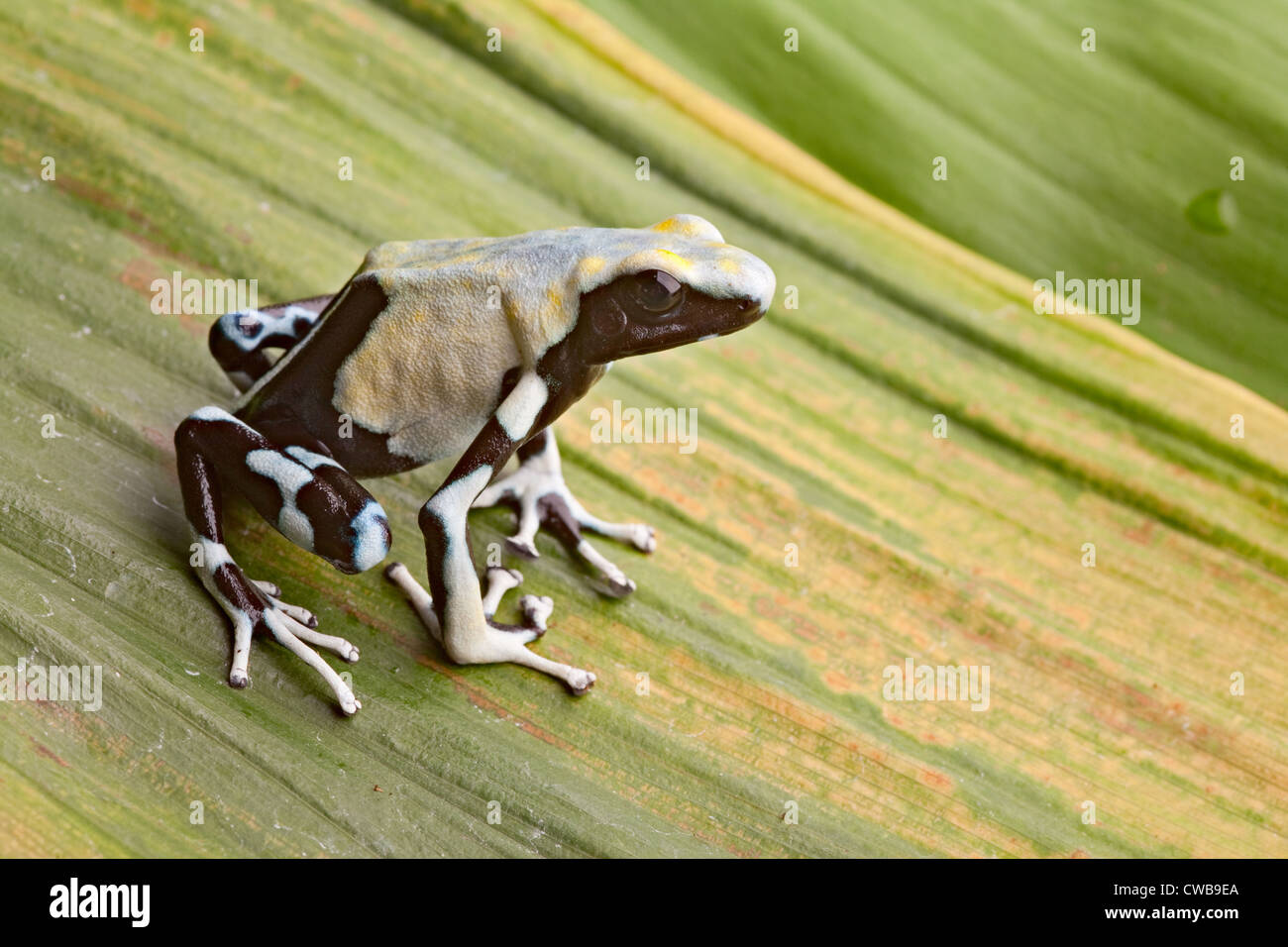 frog in tropical Amazon rainforest, poison dart frog, exotic animal of