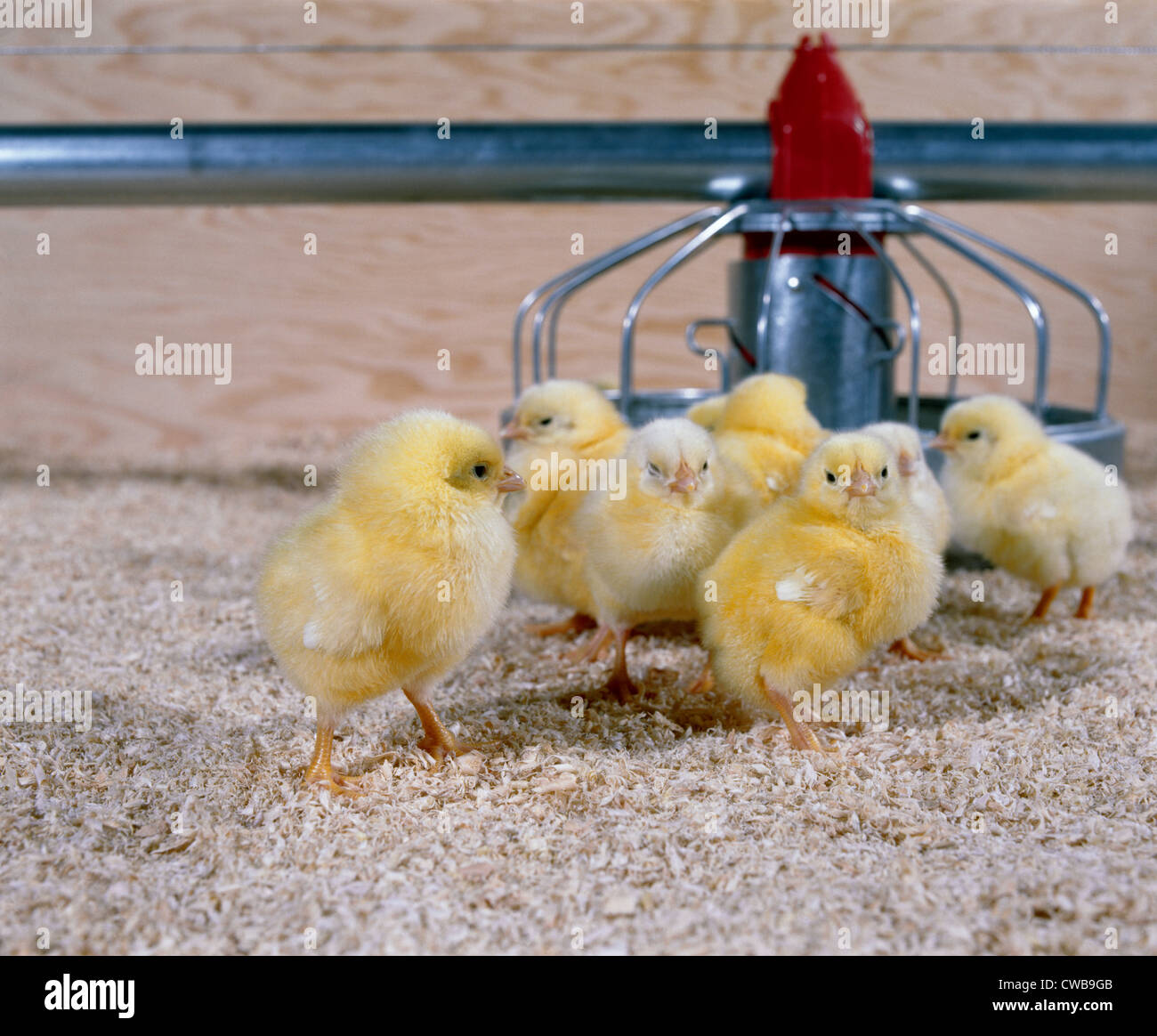 2 DAY OLD BROILER CHICKS Stock Photo Alamy