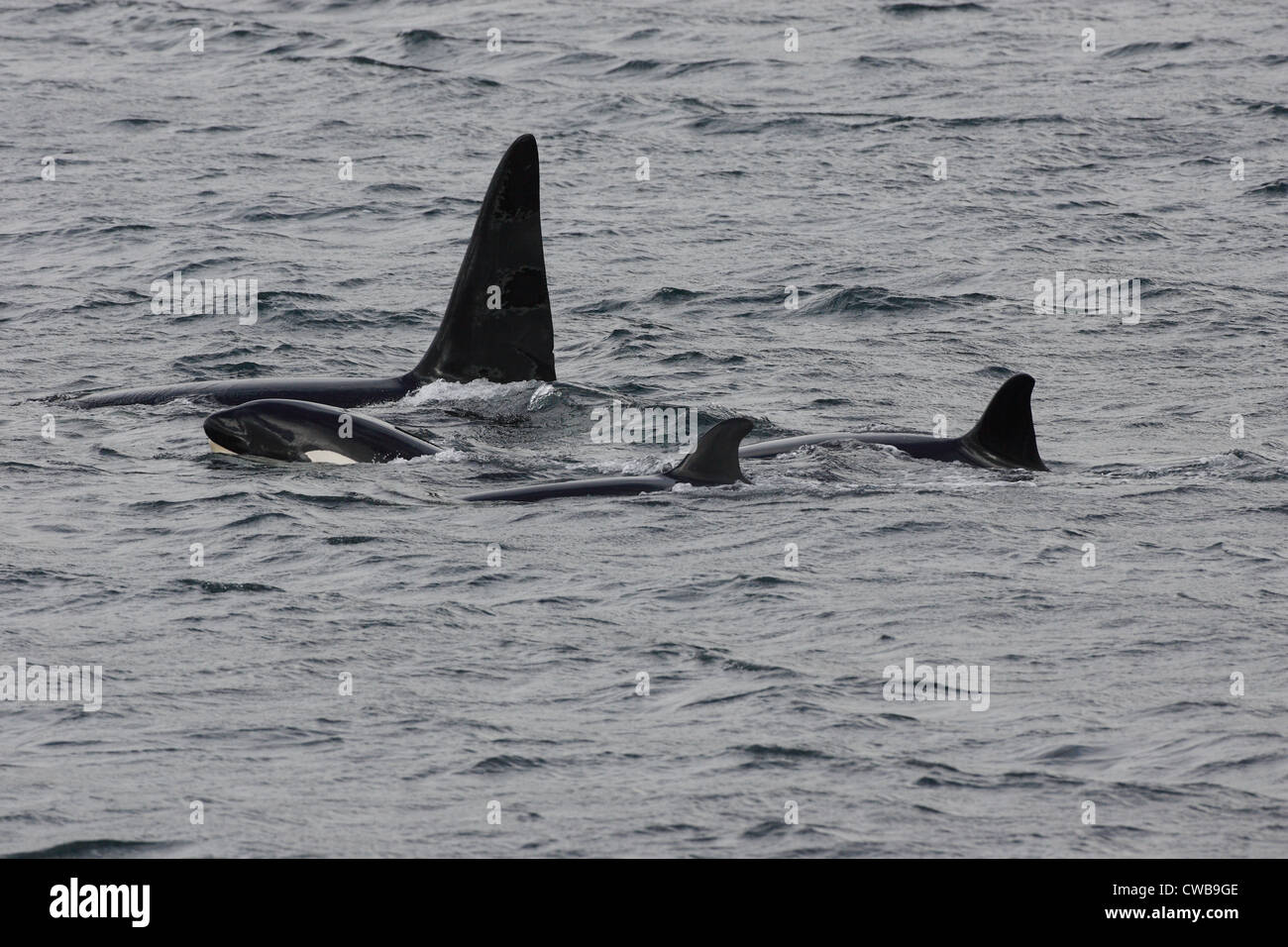 Killer Whales Orcinus orca Shetland Islands Scotland UK Stock Photo - Alamy