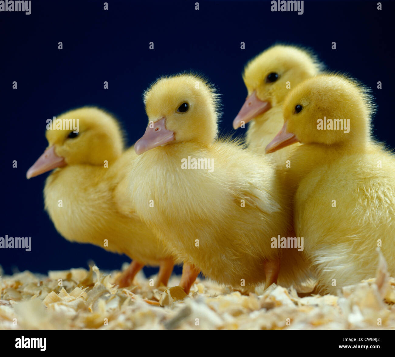 BABY DUCKS / STUDIO Stock Photo Alamy