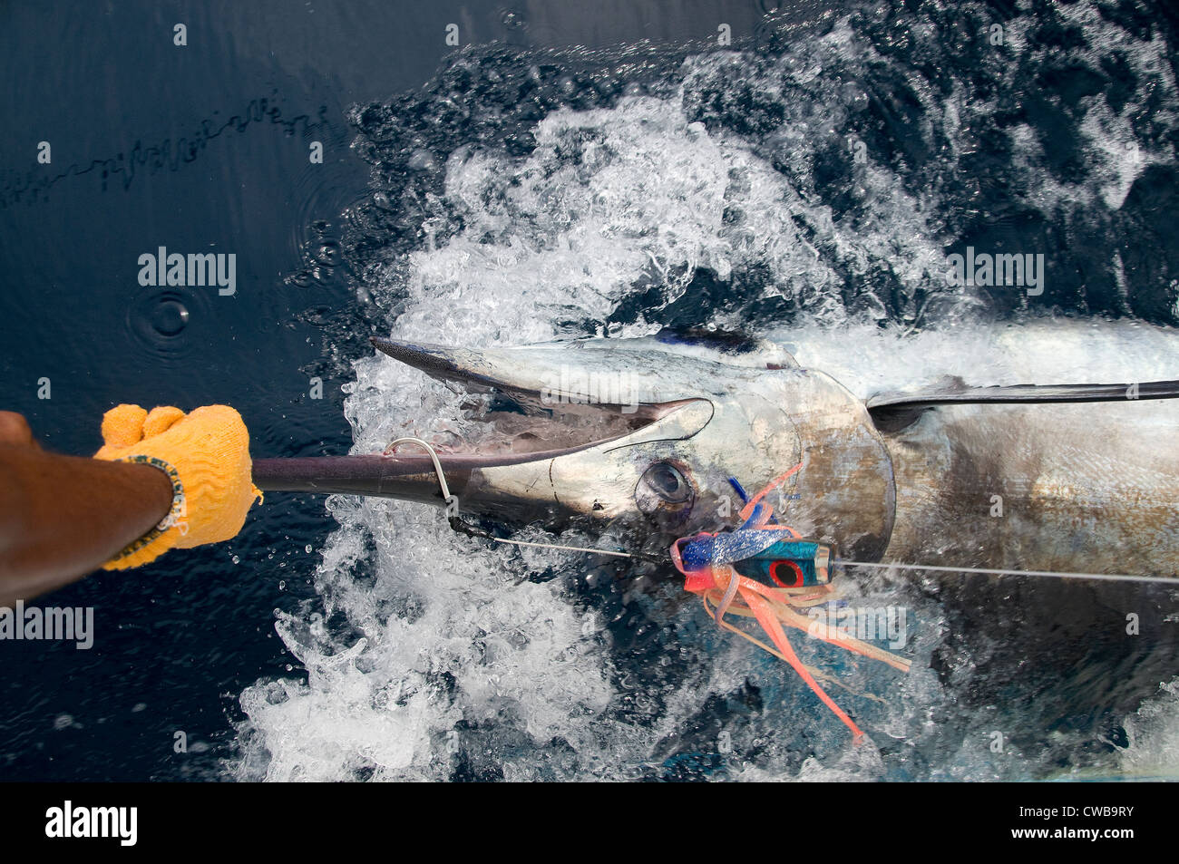A mate grabs for the bill of a 300 pound black marlin caught on a