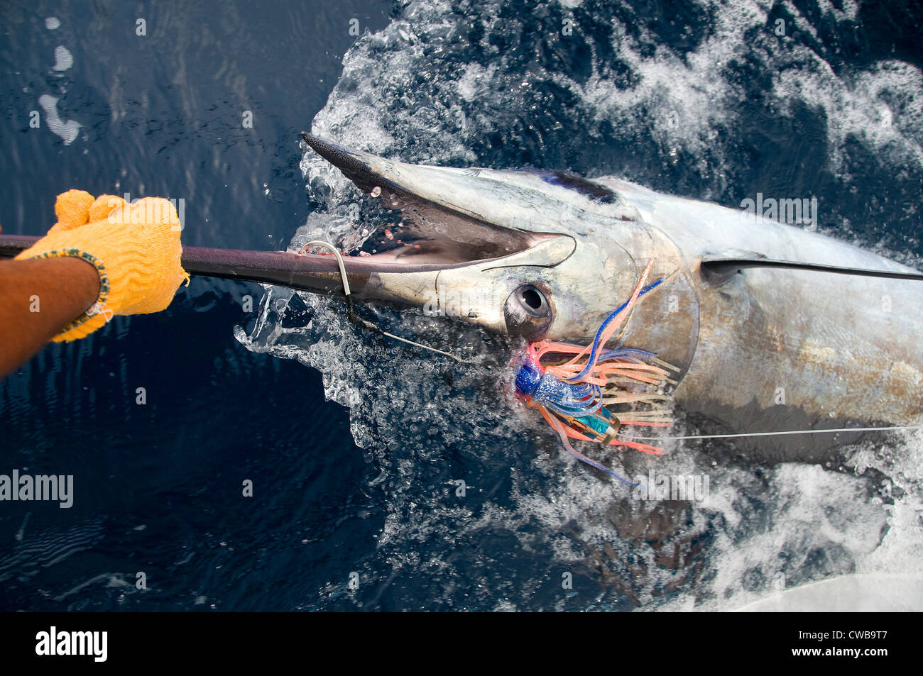 A mate grabs for the bill of a 300 pound black marlin caught on a rubber skirted lure being trolled in the Pacific Ocean. Stock Photo