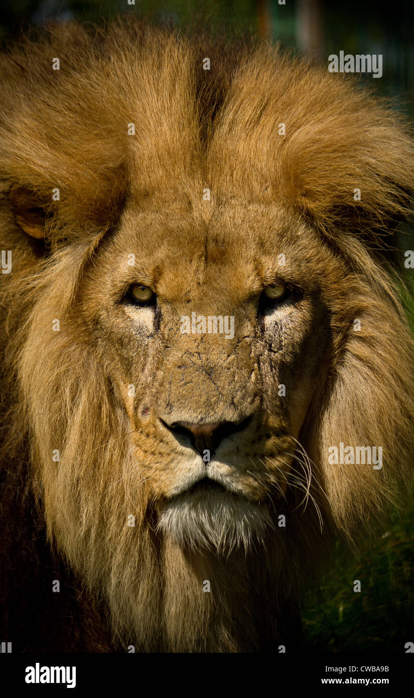 African lion panthera leo hi-res stock photography and images - Alamy