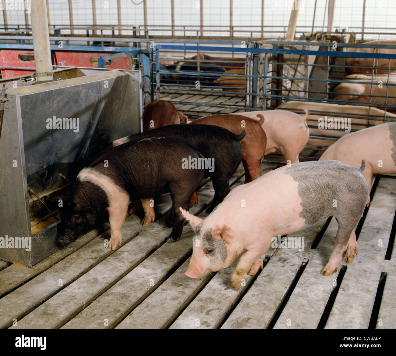 5070 LB FEEDER PIGS / PENNSYLVANIA Stock Photo Alamy