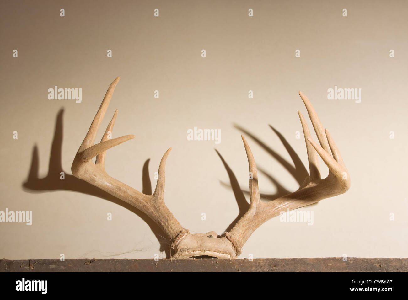 White tail Deer antlers mounted on wall. Stock Photo