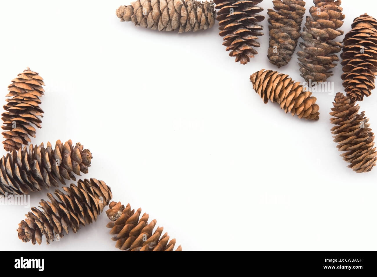 A border of Pine cones on white background. Stock Photo