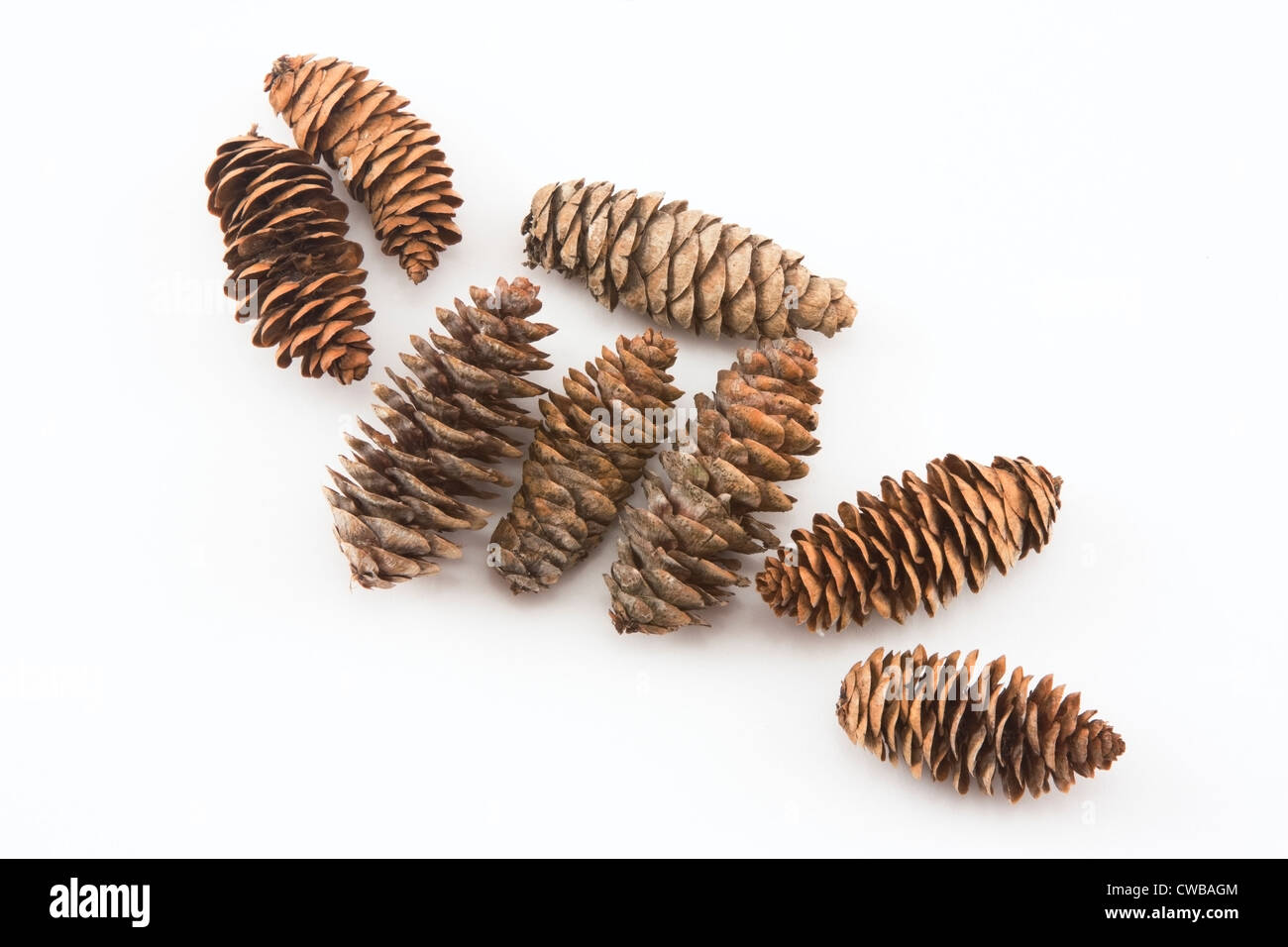 Pine cones on white background. Stock Photo