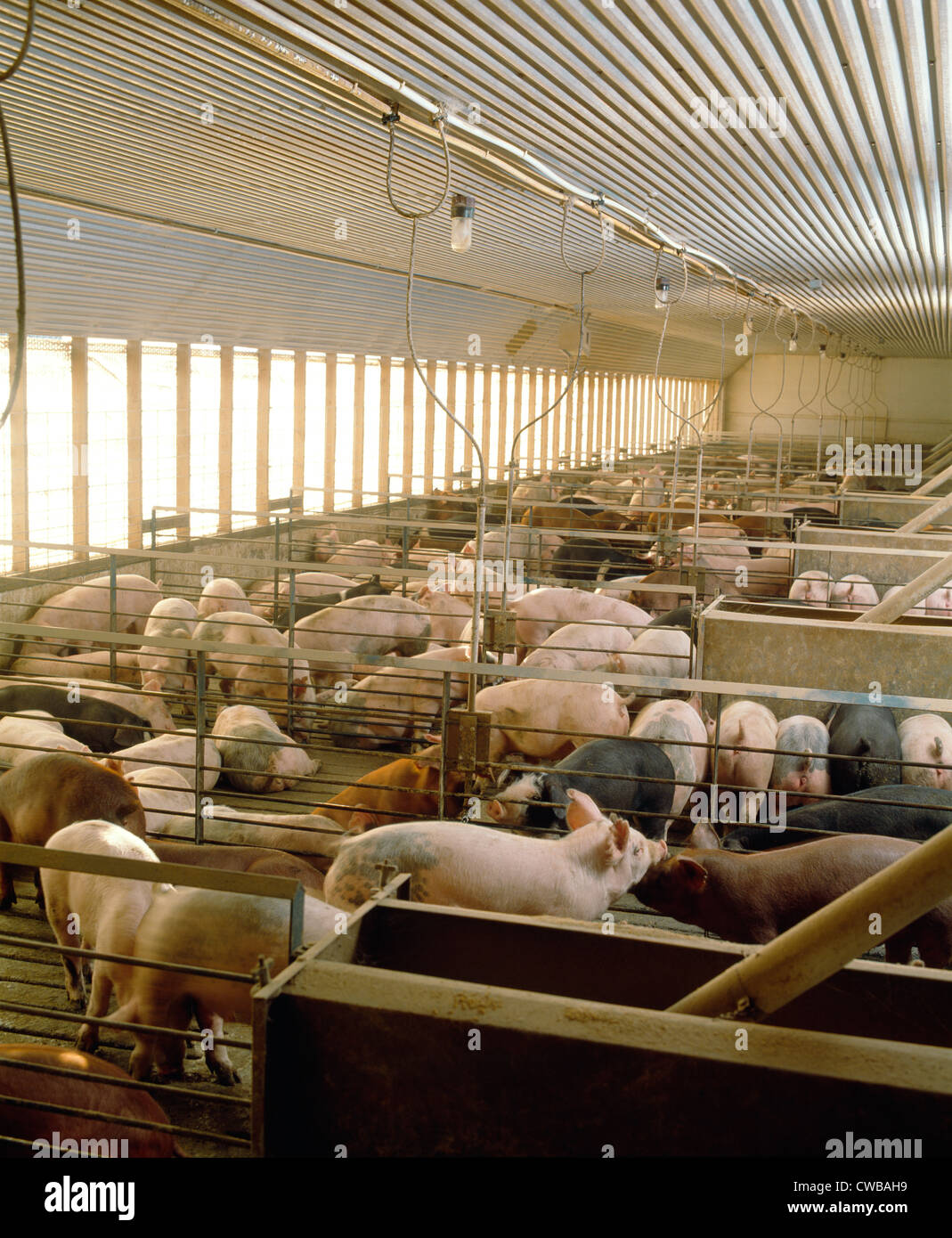 5070 FEEDER PIGS / LANCASTER COUNTY, PENNSYLVANIA Stock Photo Alamy