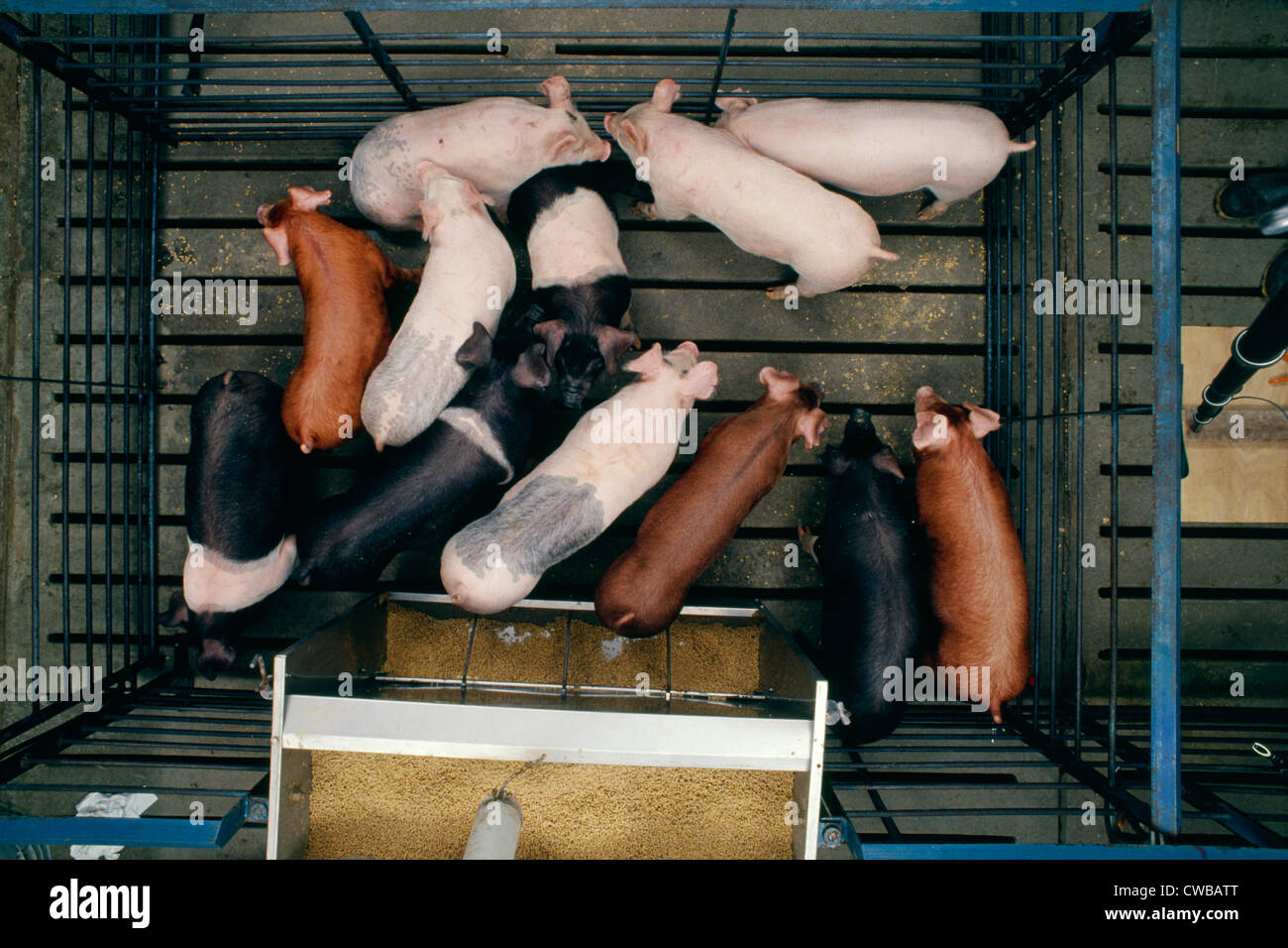 50 LB. MIXED BREED FEEDER PIGS / ELIZABETHTOWN, PENNSYLVANIA Stock Photo