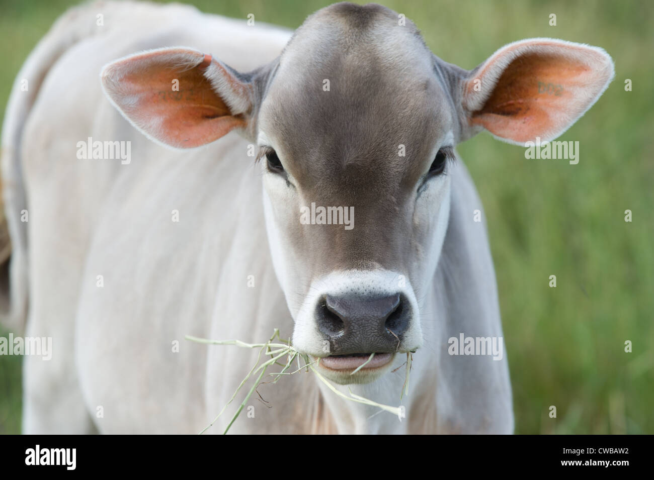 Cow grazing in the pasture Stock Photo - Alamy