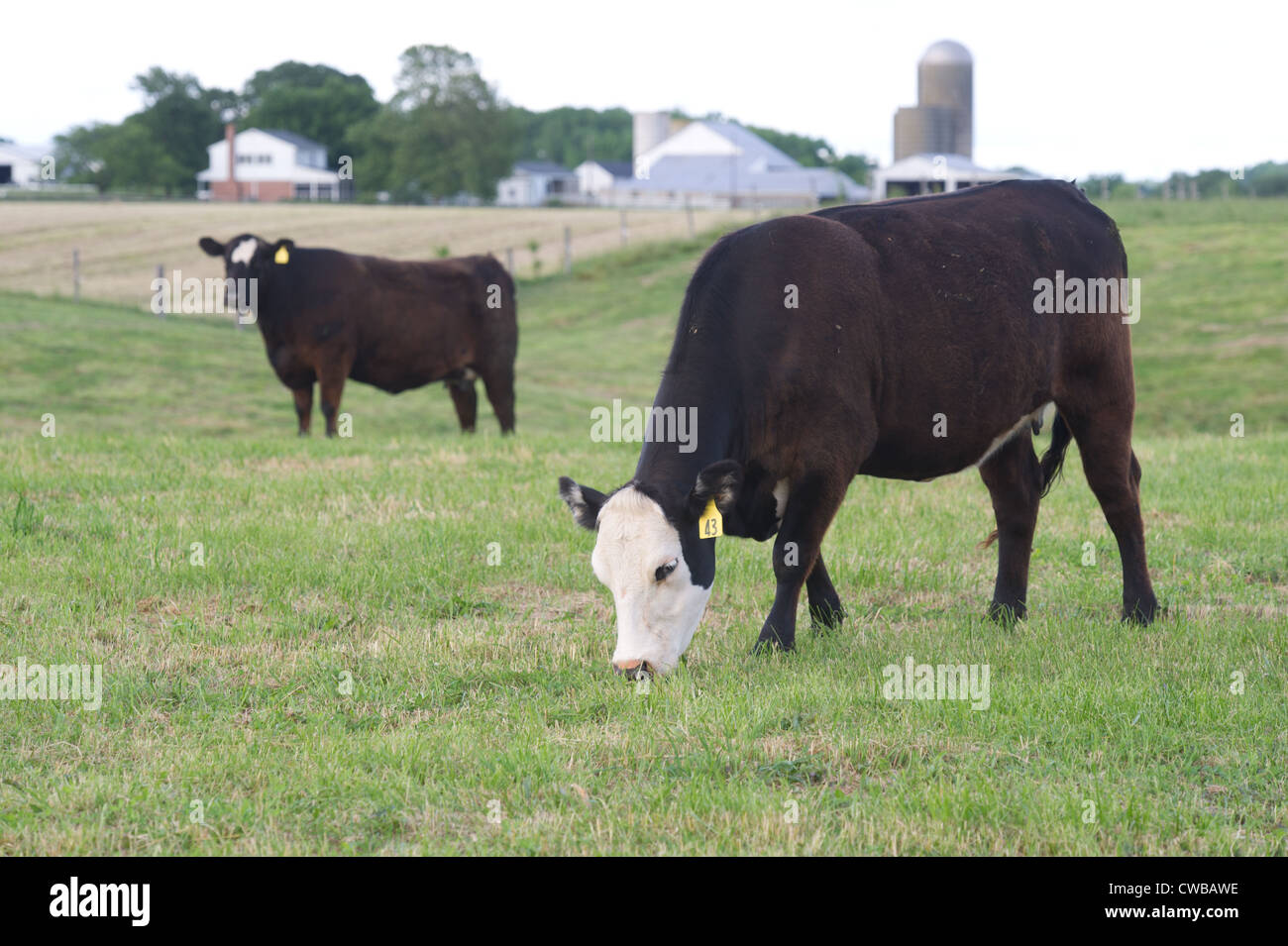 Cow grazing in the pasture Stock Photo - Alamy