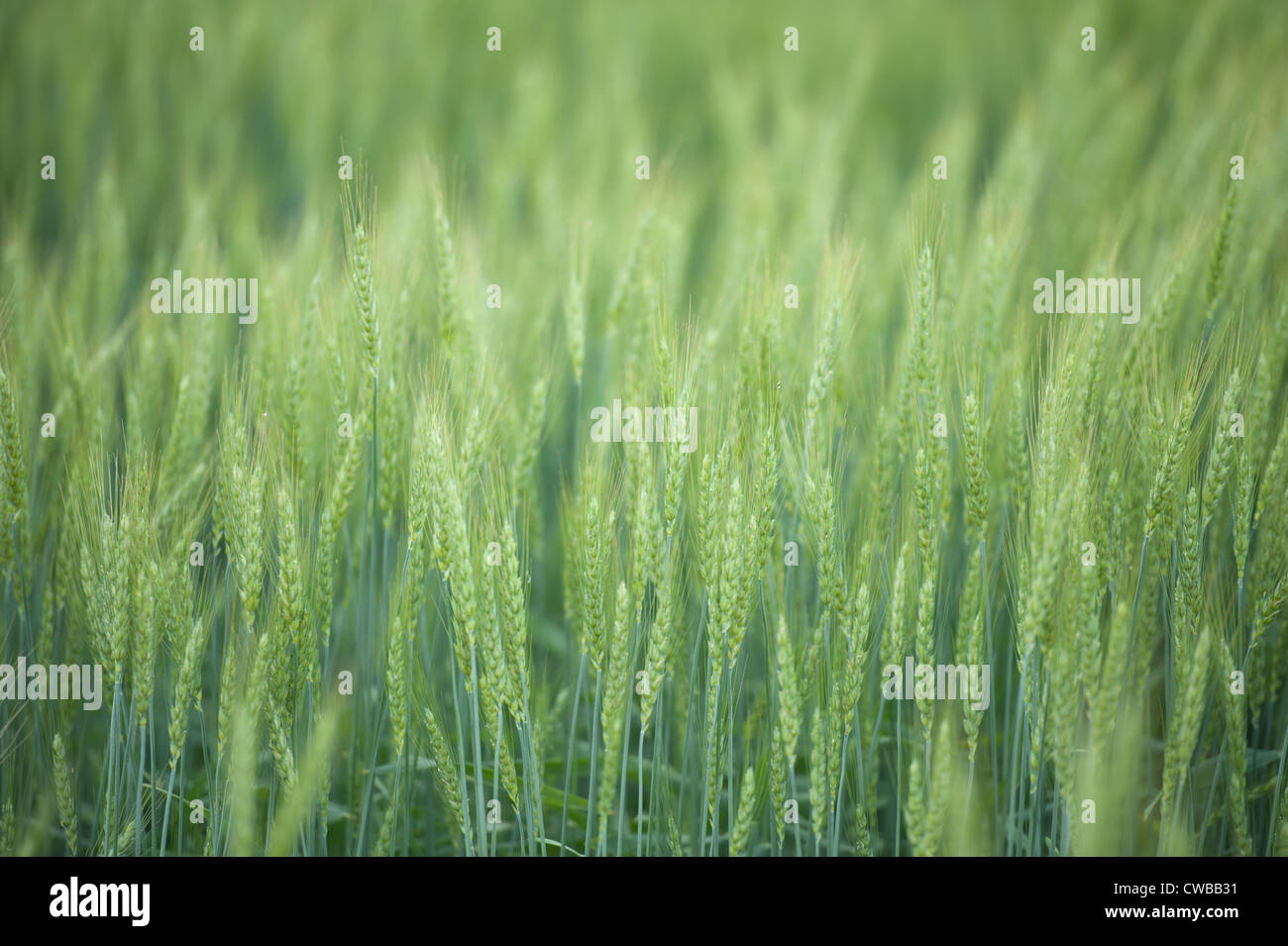 Grain crop field Stock Photo
