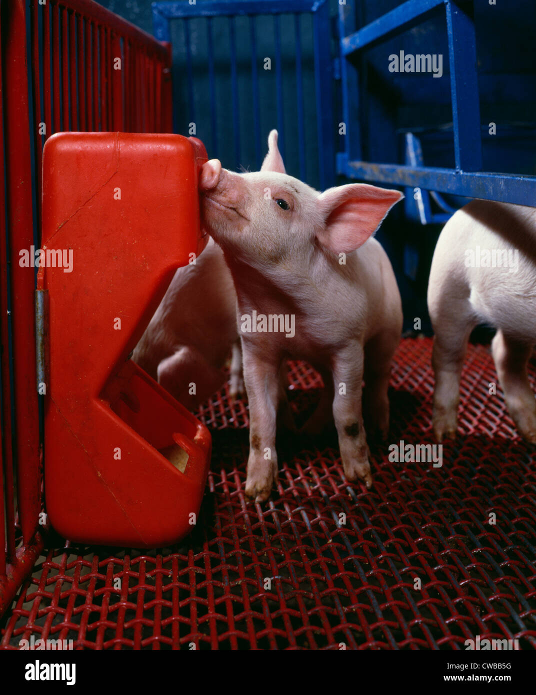 3 1 2 Week Old 10 Lb Yorkshire Landrace Piglet At Creep Feeder
