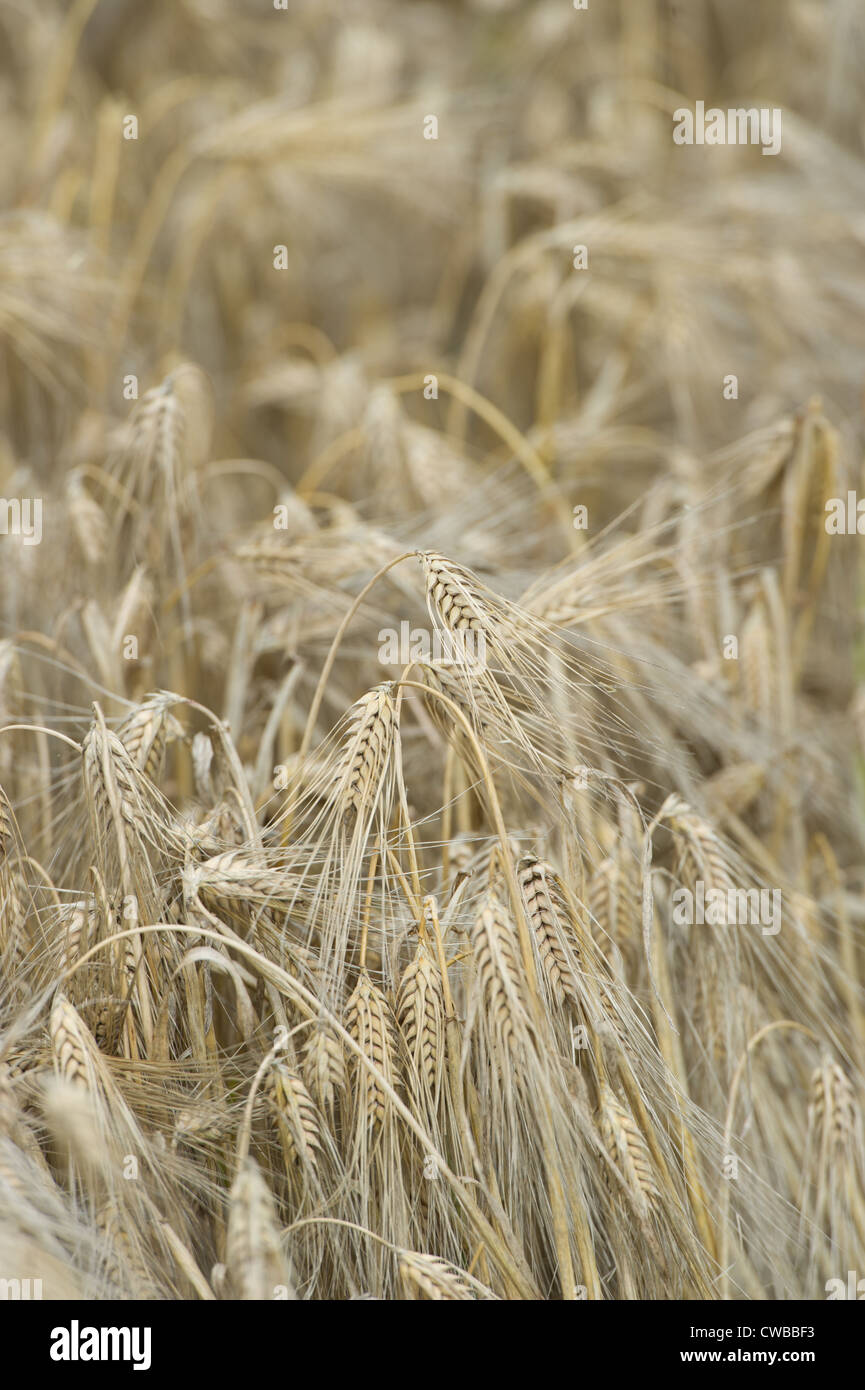 Barley Stock Photo