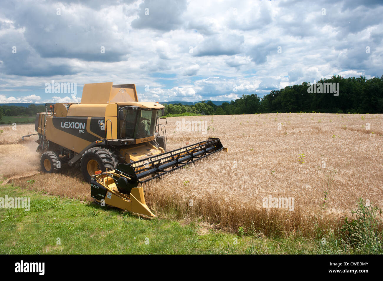 Grain Producer harvesting crop  Stock Photo