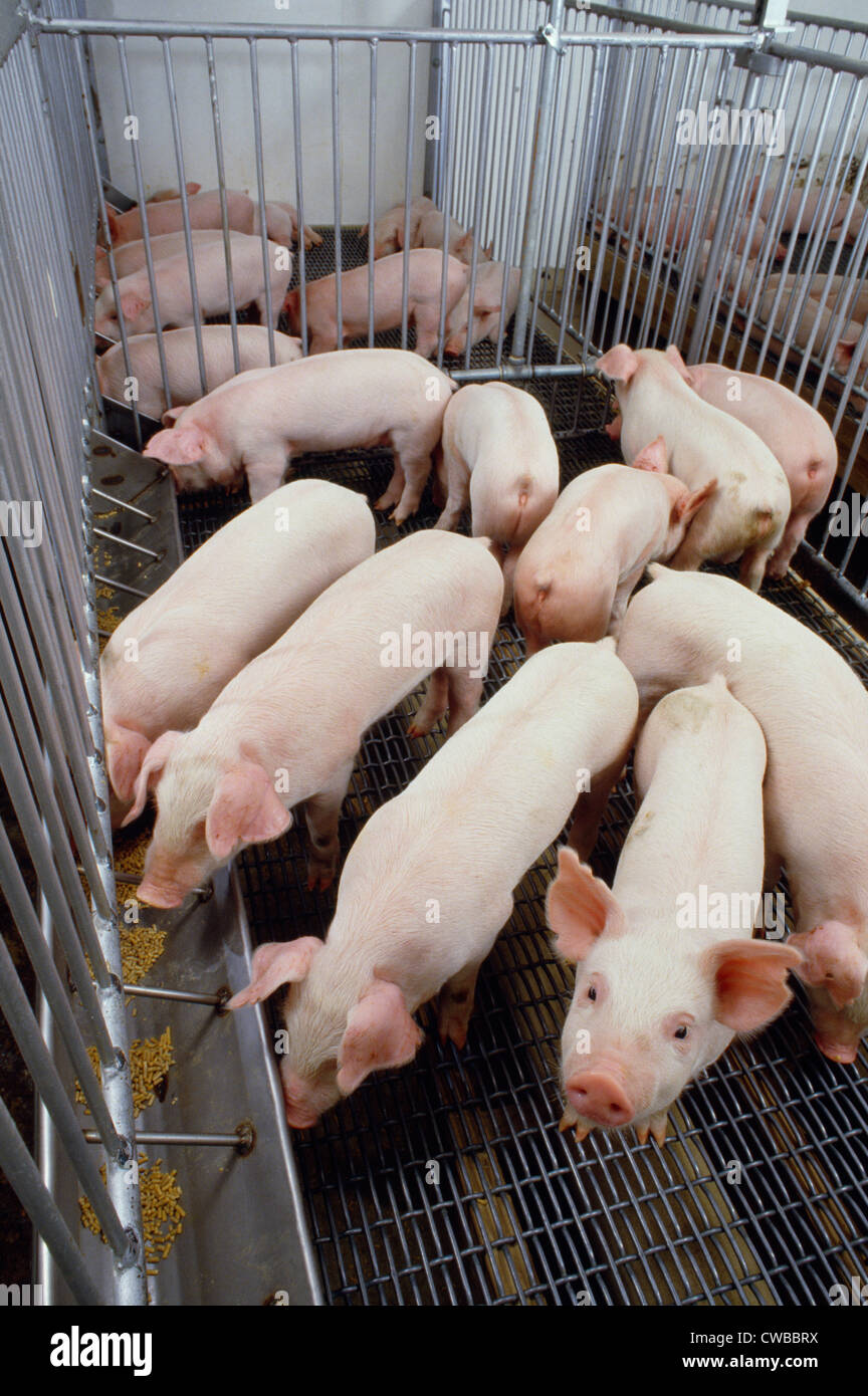 3 WEEK OLD CROSS BREED FEEDER PIGS IN NEW NURSERY / PENNSYLVANIA Stock