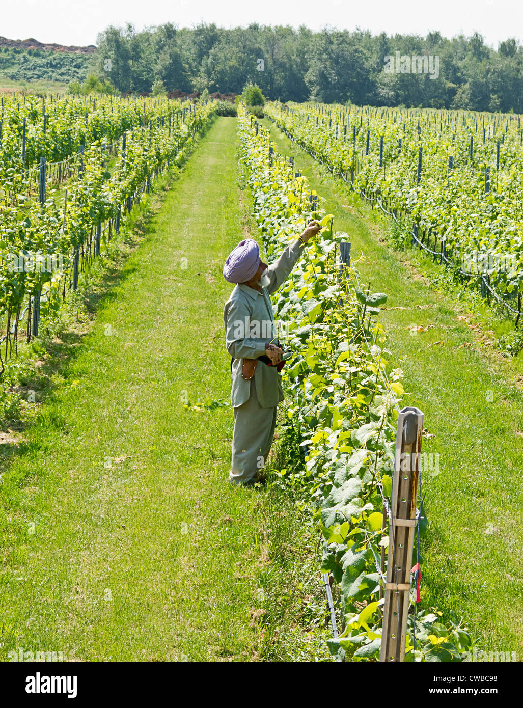 Sikh Indian man tends to grape plants at Lulu Island Winery's display garden in Richmond, British Columbia, Canada. Stock Photo