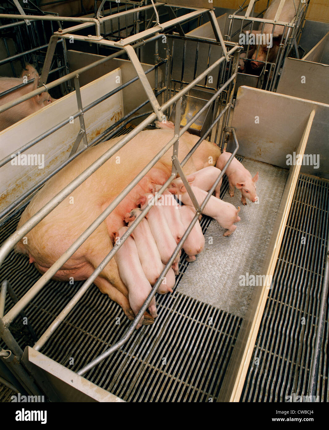 Female pig sow feeding litter hires stock photography and images Alamy