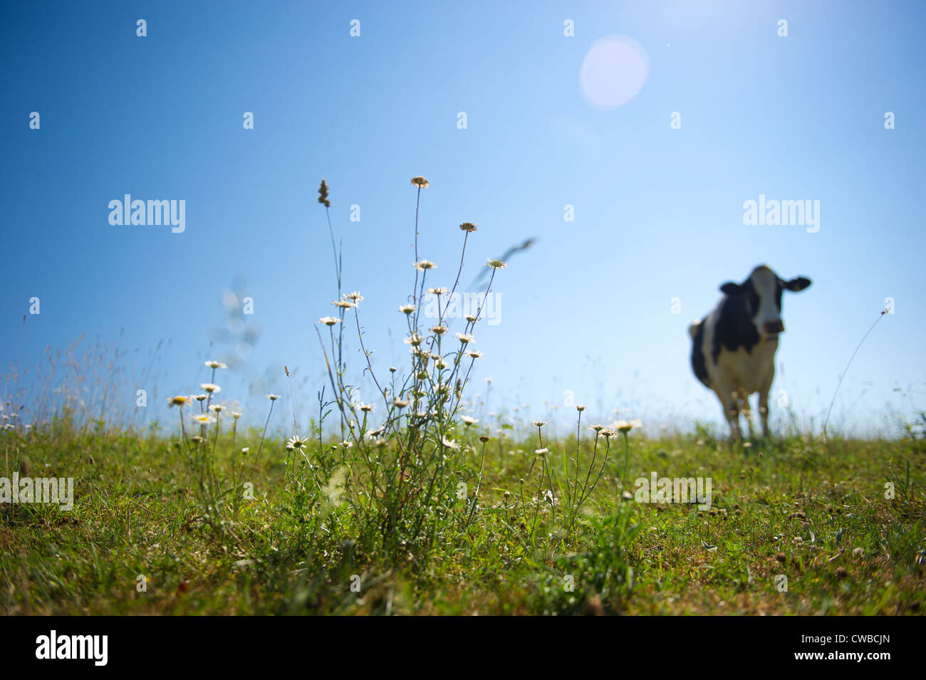Pasture weeds hi-res stock photography and images - Alamy