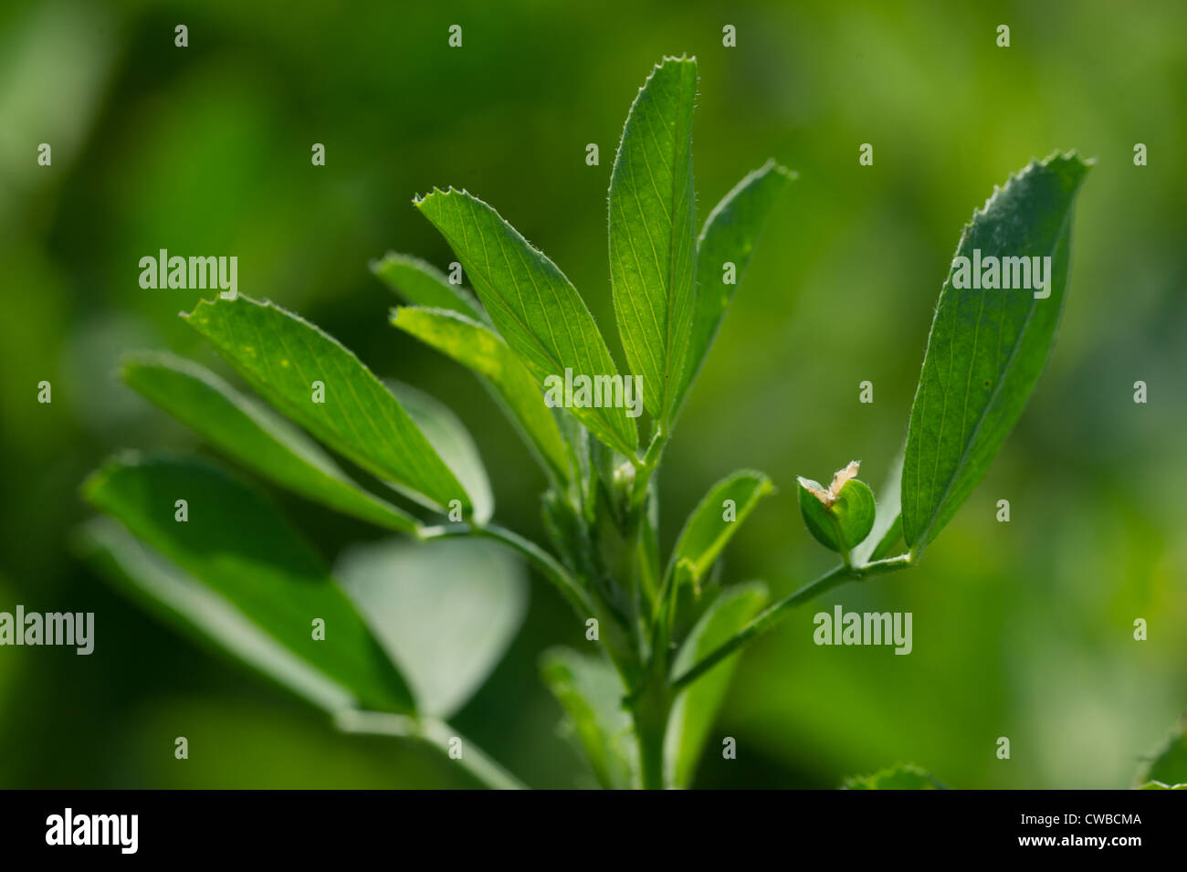 Alfalfa plant hires stock photography and images Alamy