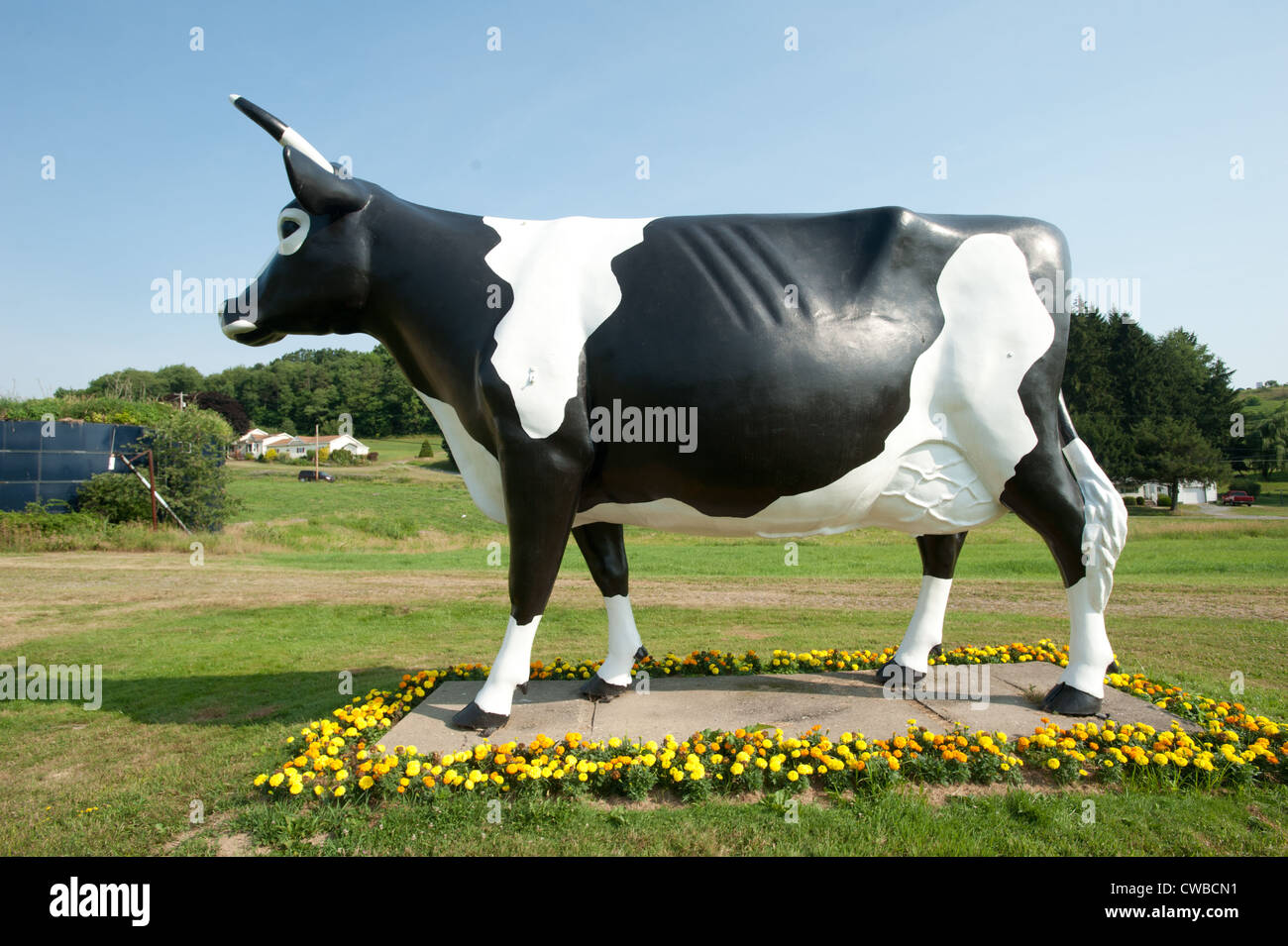 Oversized fiberglass cow on farm Stock Photo Alamy