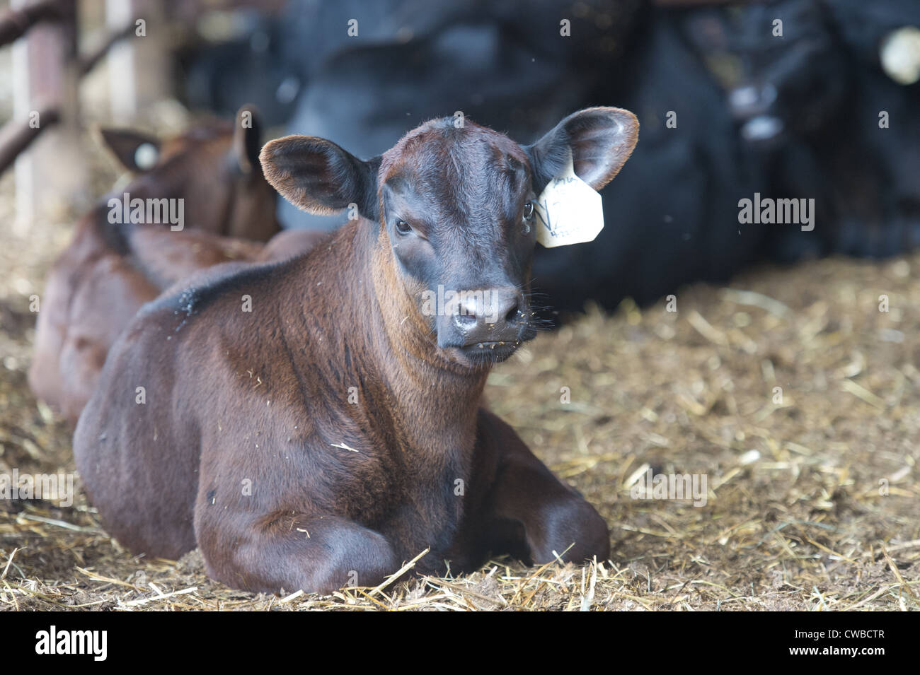 Beef cattle Stock Photo