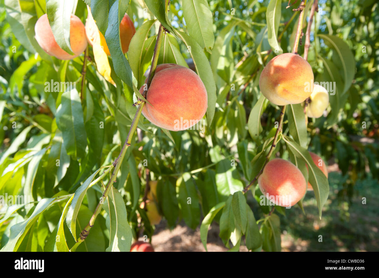 Peaches in orchard in Northern Necks of VA Stock Photo Alamy