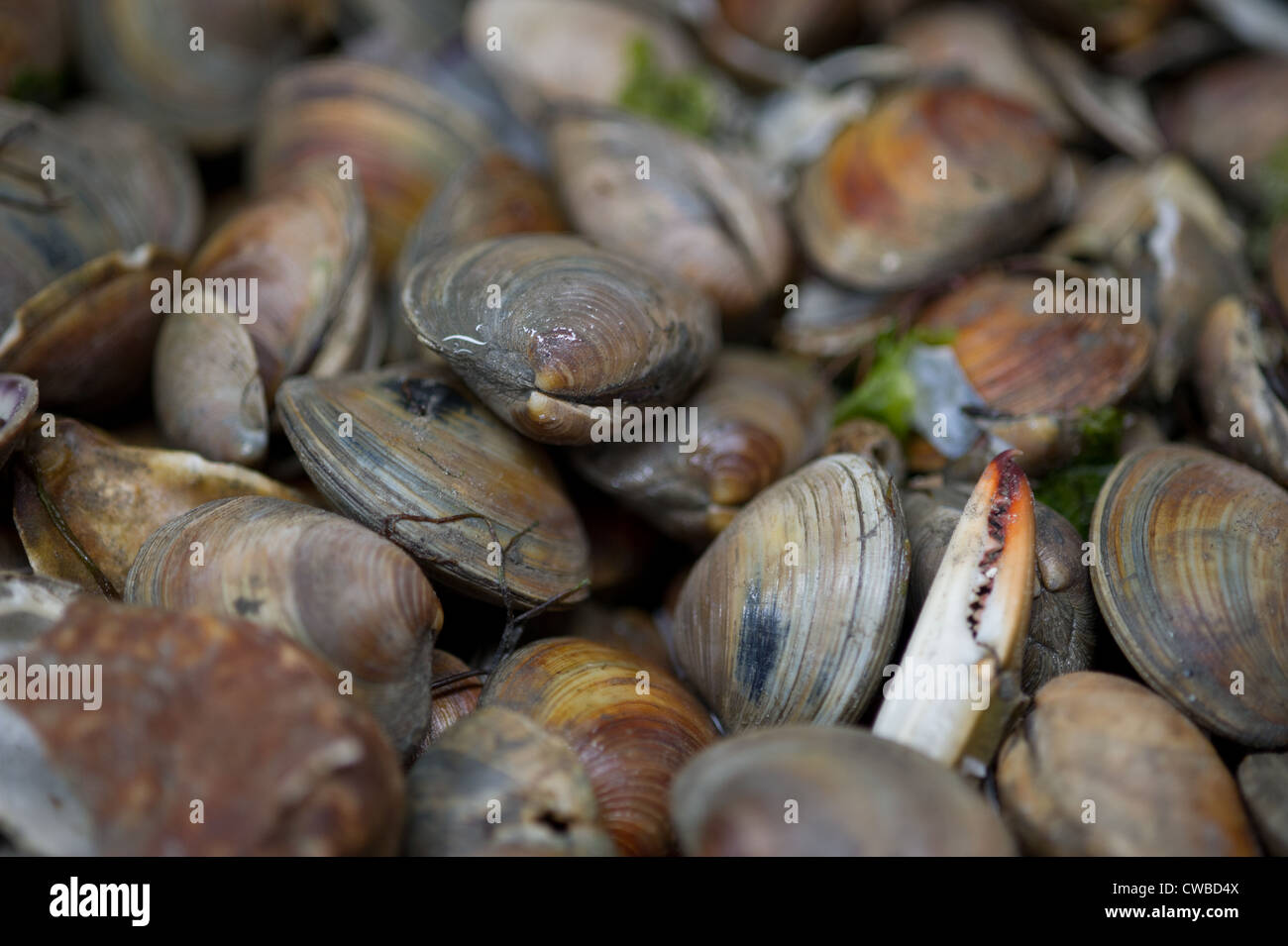 Clam virginia hires stock photography and images Alamy