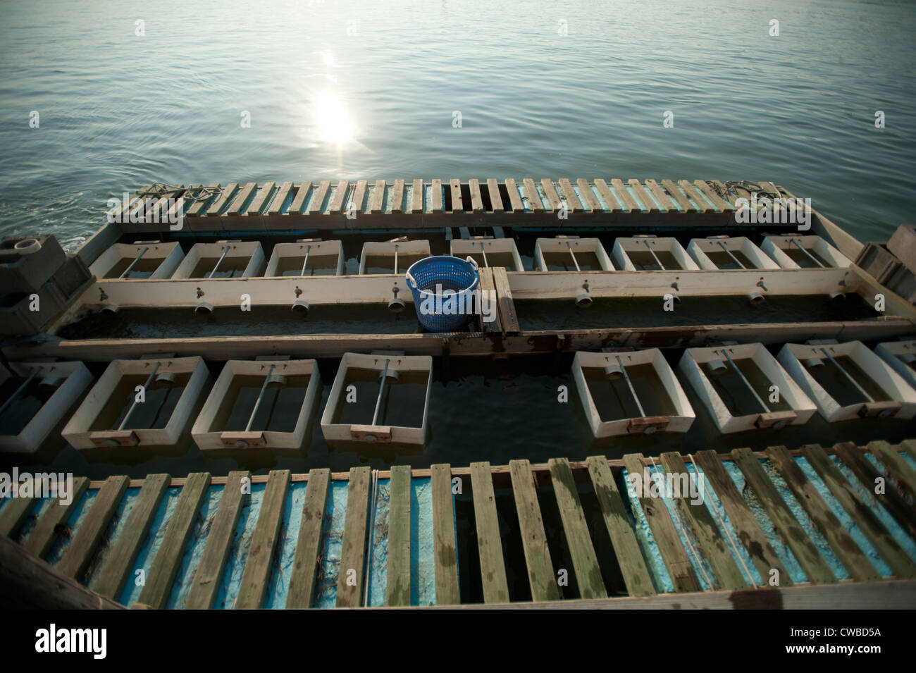 Raising oysters hires stock photography and images Alamy